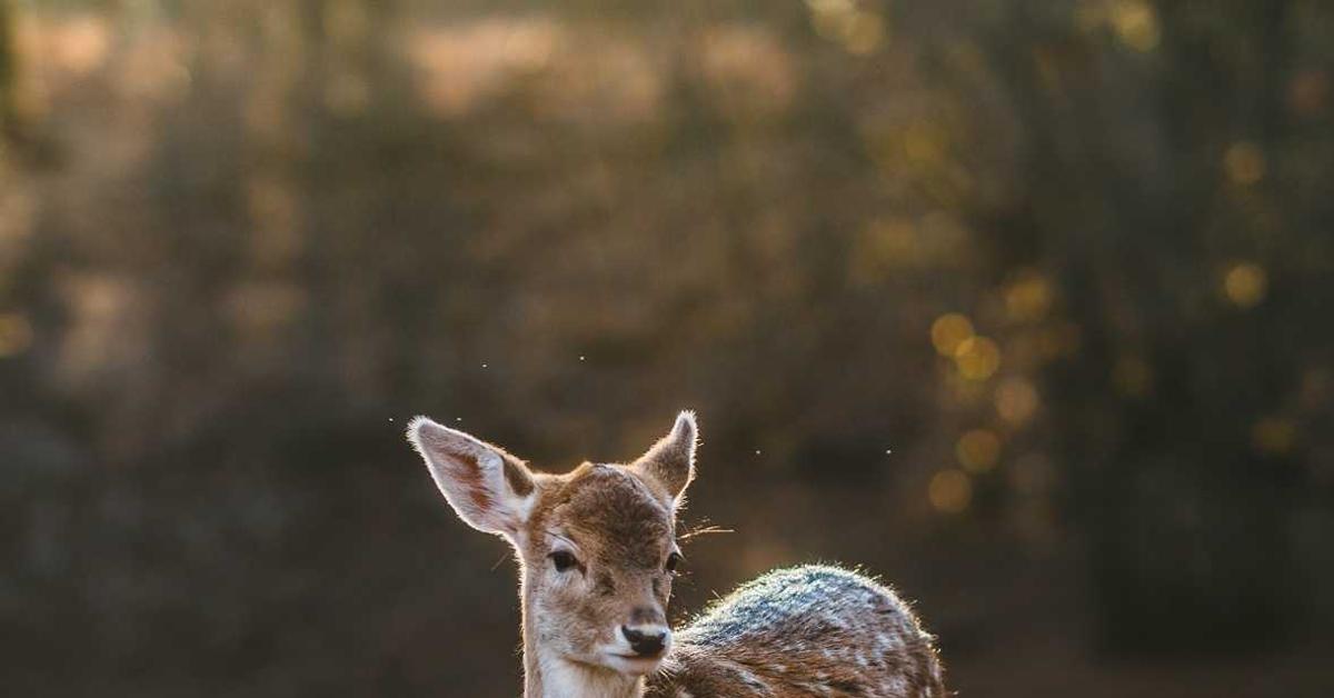 Human neurons in a laboratory dish illustrating the DishBrain organoid intelligence experiment