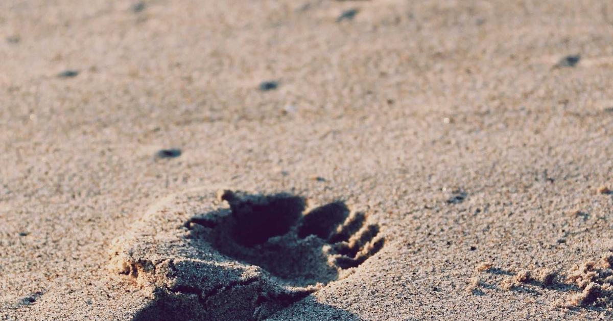 Brain reward pathway illustration showing how GLP-1 drugs affect dopamine and addiction circuits