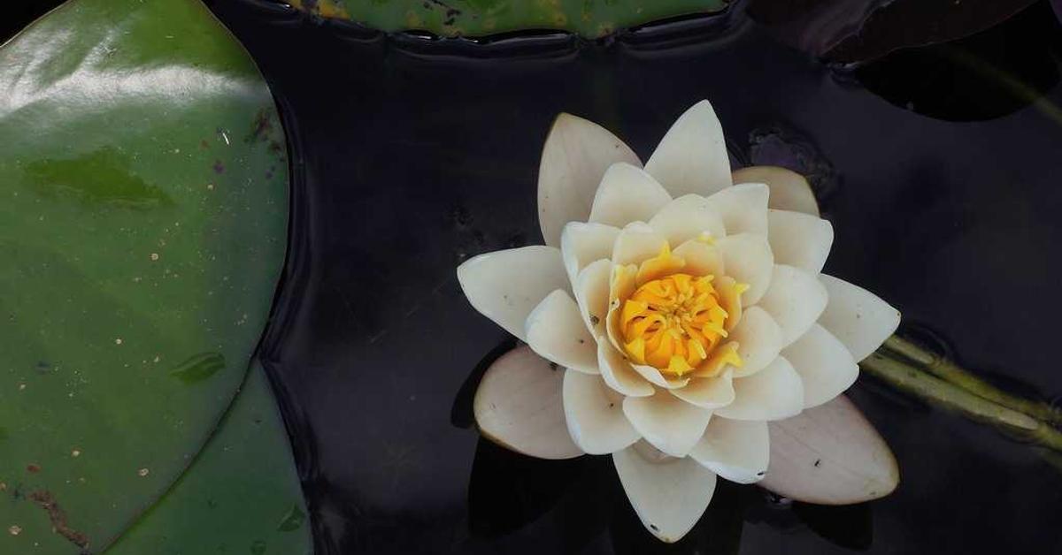 Giant oarfish Regalecus glesne washed ashore illustrating the doomsday fish earthquake mythology