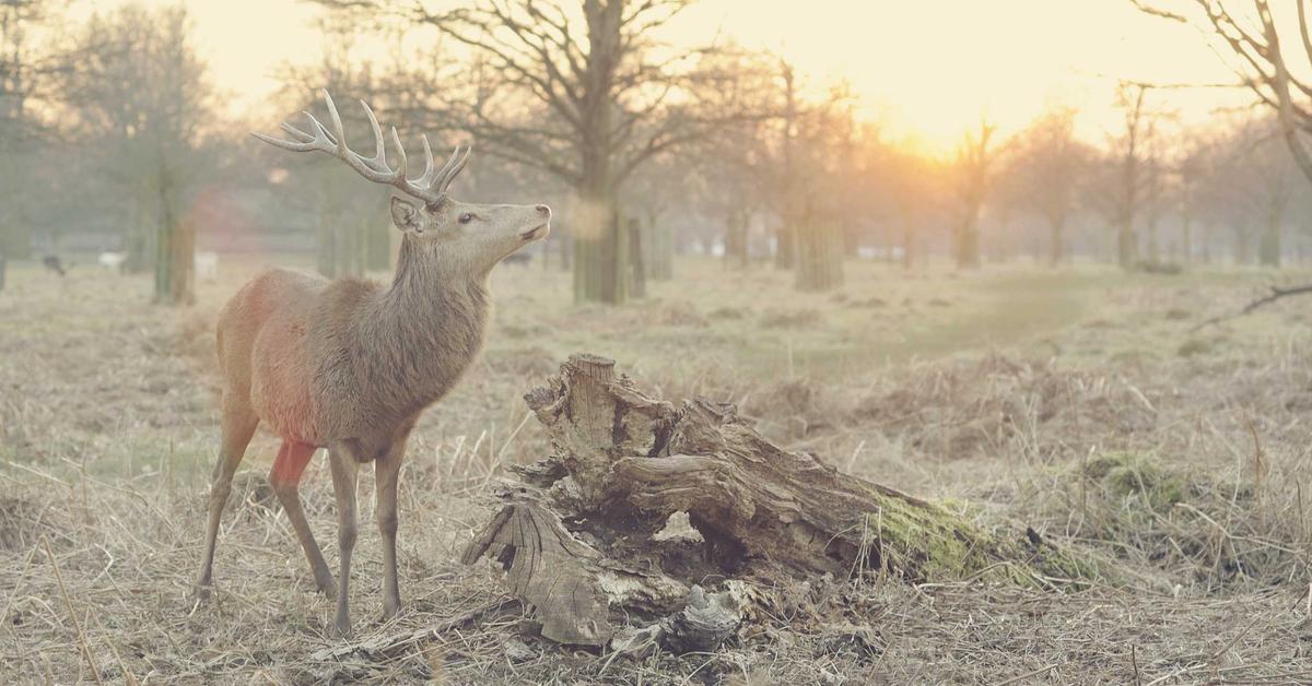 Rice paddy field in Asia illustrating Thomas Talhelm's rice theory connecting agriculture to cultural psychology