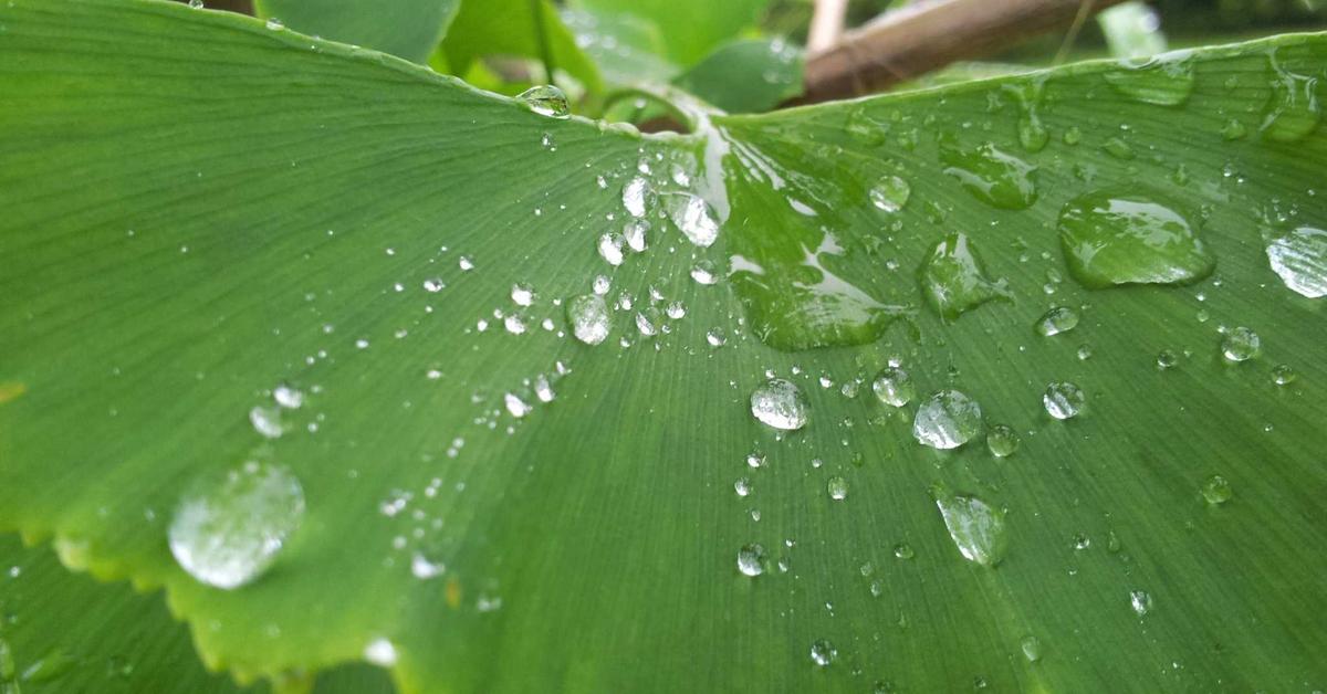 Graph showing weight loss plateau representing GLP-1 drug tolerance and receptor adaptation over time